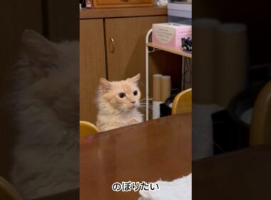 ネコのラパちゃんはテーブルに乗りたかったのに〜T^T(ラパーマのラパちゃん