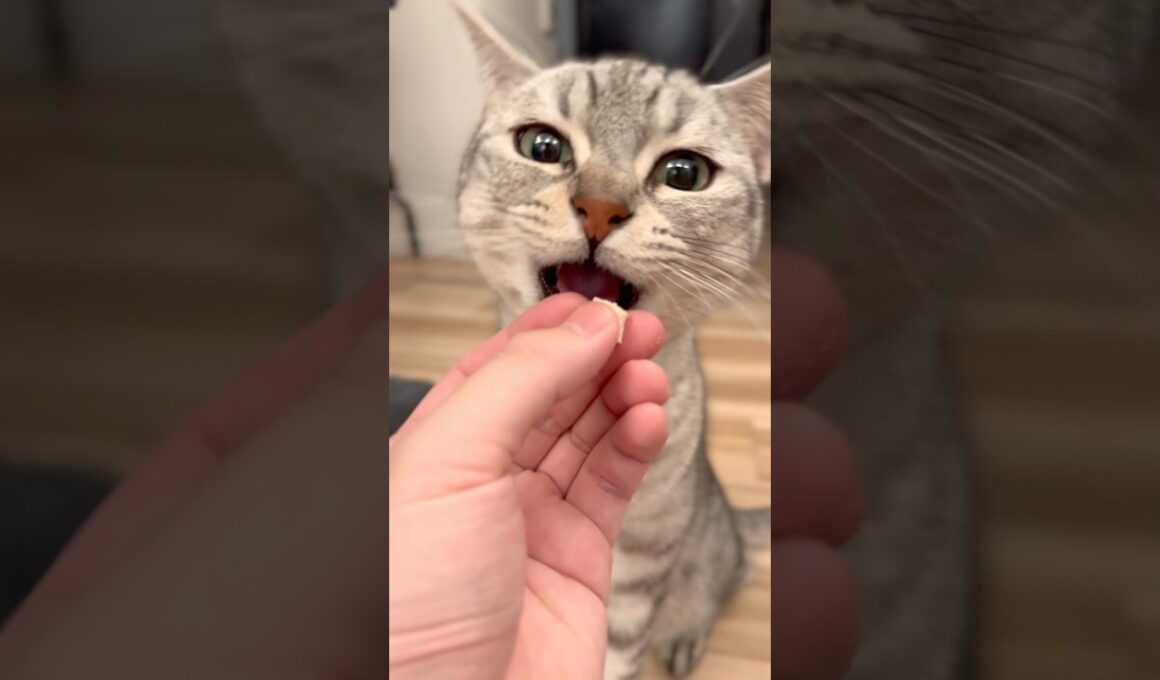 毎日かわいい猫たちと騒がしい飼主www #cat #猫