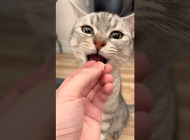 毎日かわいい猫たちと騒がしい飼主www #cat #猫