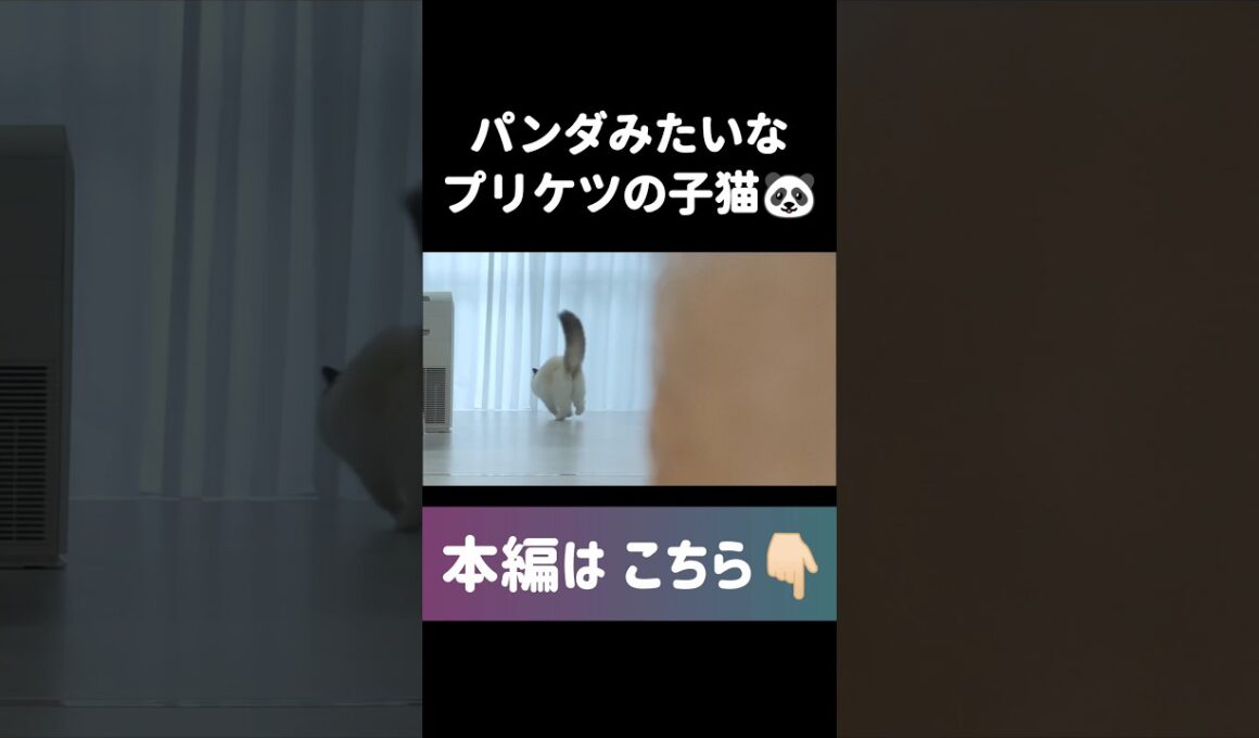 #shorts #猫 #子猫 #ラグドール #甘えん坊猫 #ぬいぐるみ猫