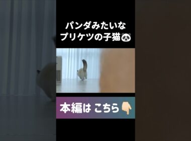 #shorts #猫 #子猫 #ラグドール #甘えん坊猫 #ぬいぐるみ猫