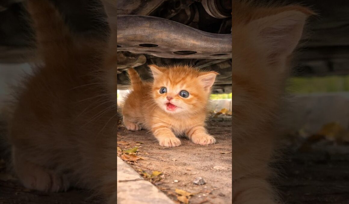 車の下にいた子猫 #保護猫 #rescuecat #shorts