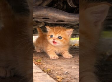 車の下にいた子猫 #保護猫 #rescuecat #shorts