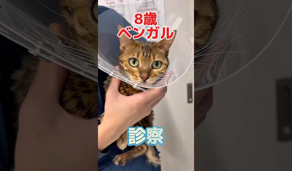 ３回吐いてお腹がゴロゴロなってる8歳のベンガルが動物病院にやって来た！