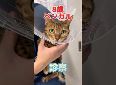 ３回吐いてお腹がゴロゴロなってる8歳のベンガルが動物病院にやって来た！
