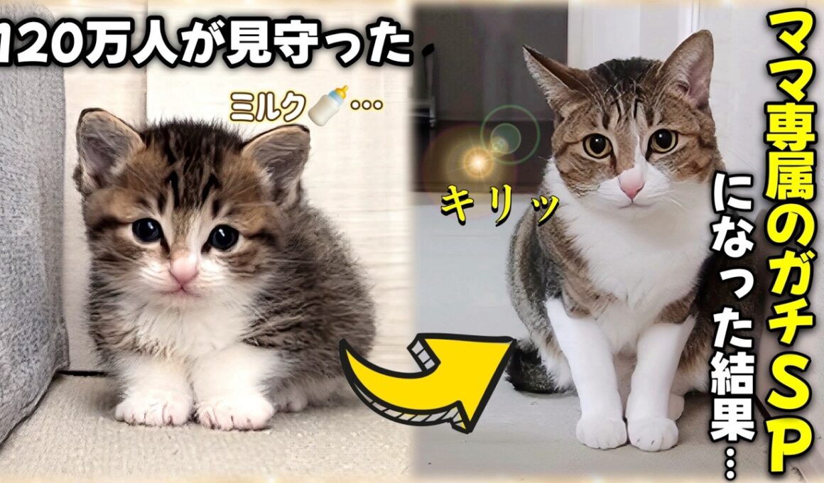 ミルクを求めて鳴いていた子猫が大人になり、ママ専属のSPになった結果・・・