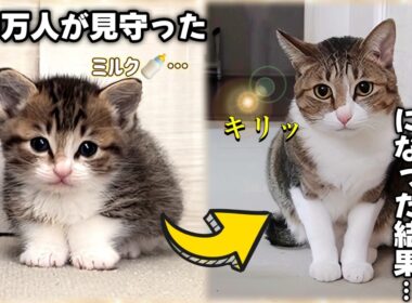 ミルクを求めて鳴いていた子猫が大人になり、ママ専属のSPになった結果・・・