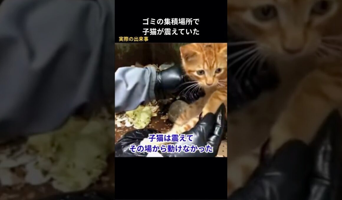 ゴミの集積場所で子猫が震えていた #保護猫 #野良猫