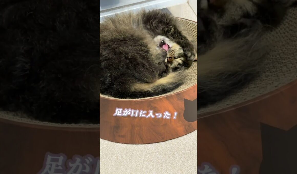 あくびしたら足が口に入った猫#スクーカム #猫好きさんと繋がりたい #cat #猫のいる暮らし