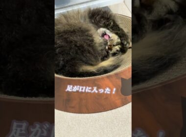 あくびしたら足が口に入った猫#スクーカム #猫好きさんと繋がりたい #cat #猫のいる暮らし
