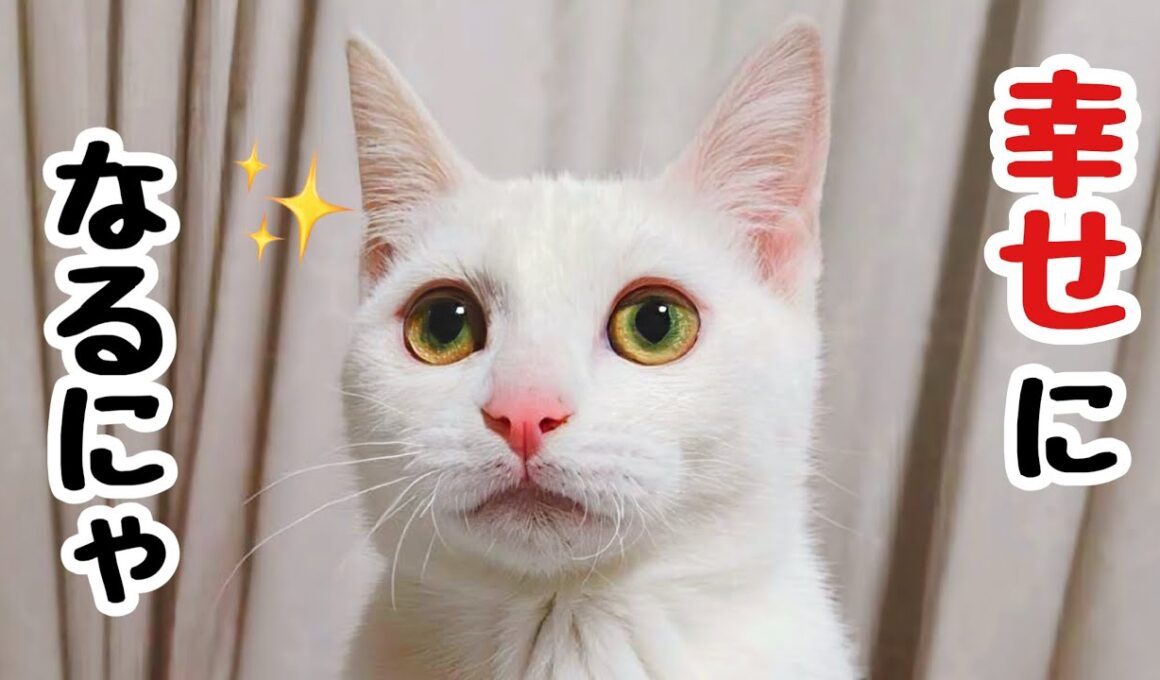 【里親決定】白血病陽性の子猫､捨て猫から家猫へ...半年の記録