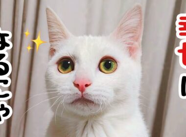 【里親決定】白血病陽性の子猫､捨て猫から家猫へ...半年の記録