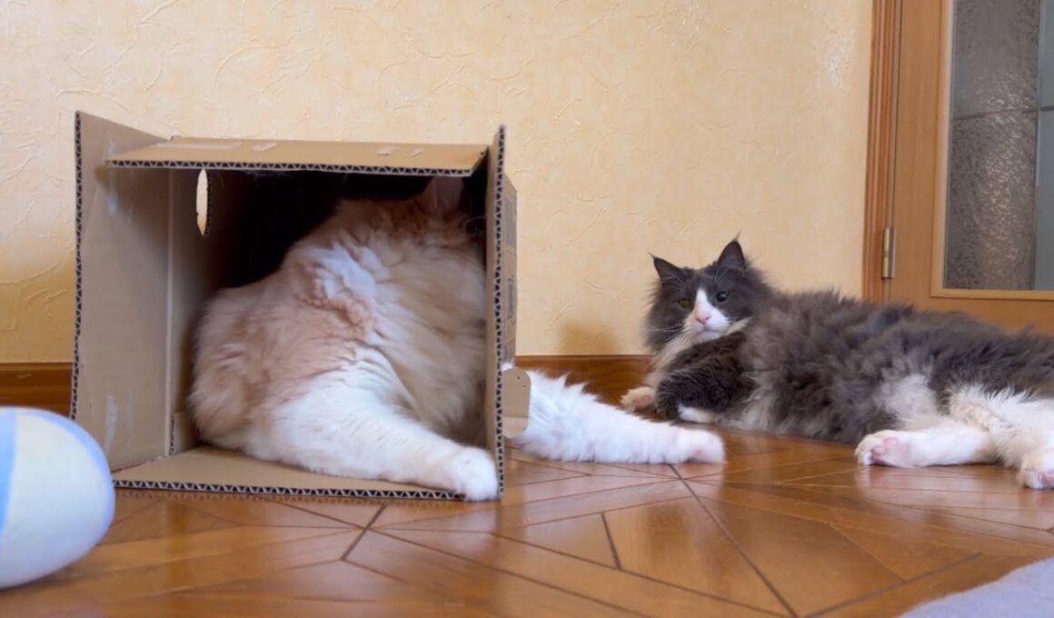 【びっくり‼︎】やっとお兄ちゃんに遊んでもらえる…！？ノルウェージャンフォレストキャットとターキッシュアンゴラ