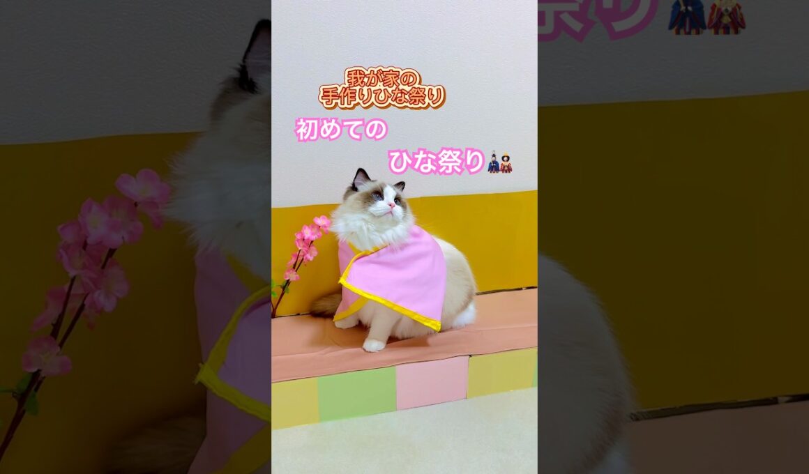 ミヨン初めてのひな祭り🎎ニャンズの撮影は難しい😂#ラグドール #猫のいる暮らし #猫好きさんと繋がりたい #ねこ動画