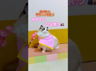 ミヨン初めてのひな祭り🎎ニャンズの撮影は難しい😂#ラグドール #猫のいる暮らし #猫好きさんと繋がりたい #ねこ動画
