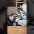 シルバーのメインクーン子猫翔之介君が膝の上に居ます‼️