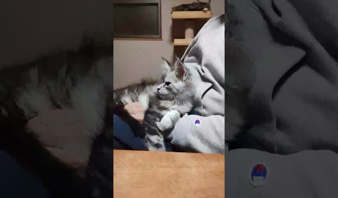 シルバーのメインクーン子猫翔之介君が膝の上に居ます‼️