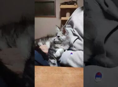 シルバーのメインクーン子猫翔之介君が膝の上に居ます‼️