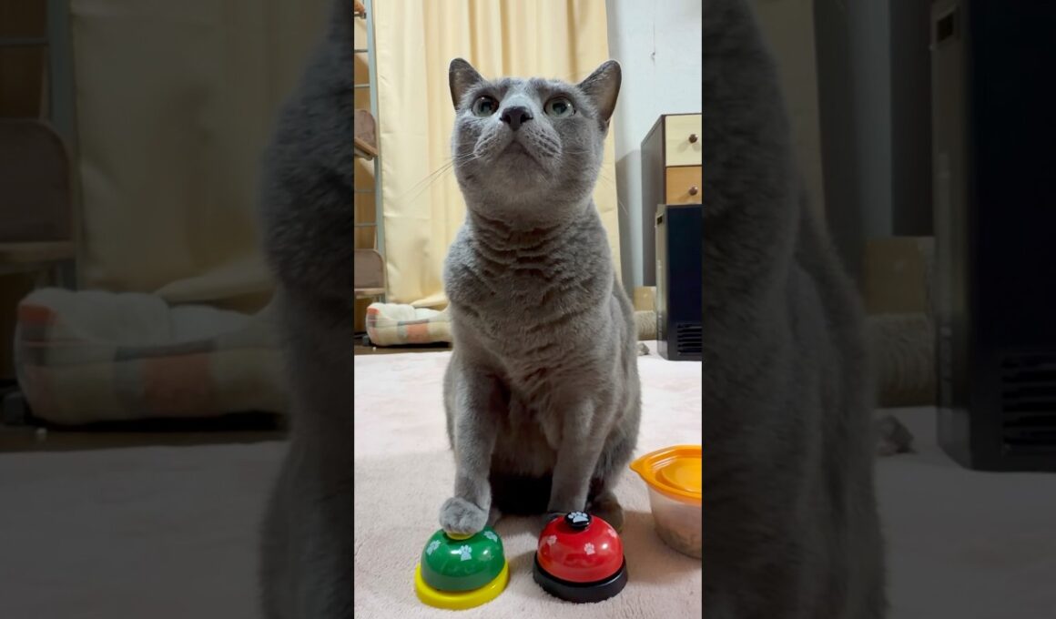 【ロシアンブルー】めろん🍈ごろごろしながら何か言ってます🤭【猫】#shorts