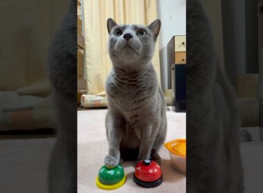 【ロシアンブルー】めろん🍈ごろごろしながら何か言ってます🤭【猫】#shorts