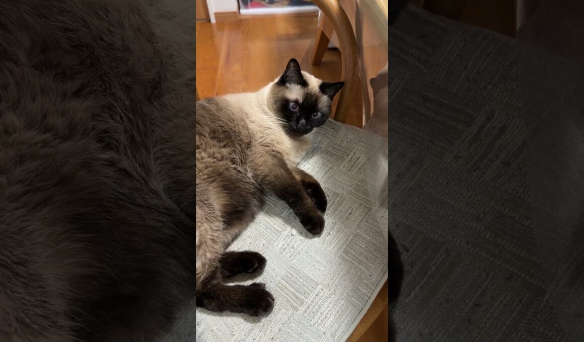 椅子が好きなシャム猫のふくさん【たぬき猫】 #cat #しゃむねこ #猫のいる暮らし #猫好きさんと繋がりたい #ねこ #cutecat #cat