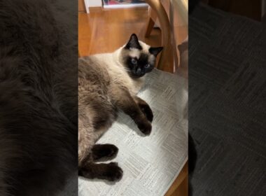 椅子が好きなシャム猫のふくさん【たぬき猫】 #cat #しゃむねこ #猫のいる暮らし #猫好きさんと繋がりたい #ねこ #cutecat #cat
