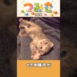 手のひらサイズの子猫つみき006-#shorts #子猫 #保護猫