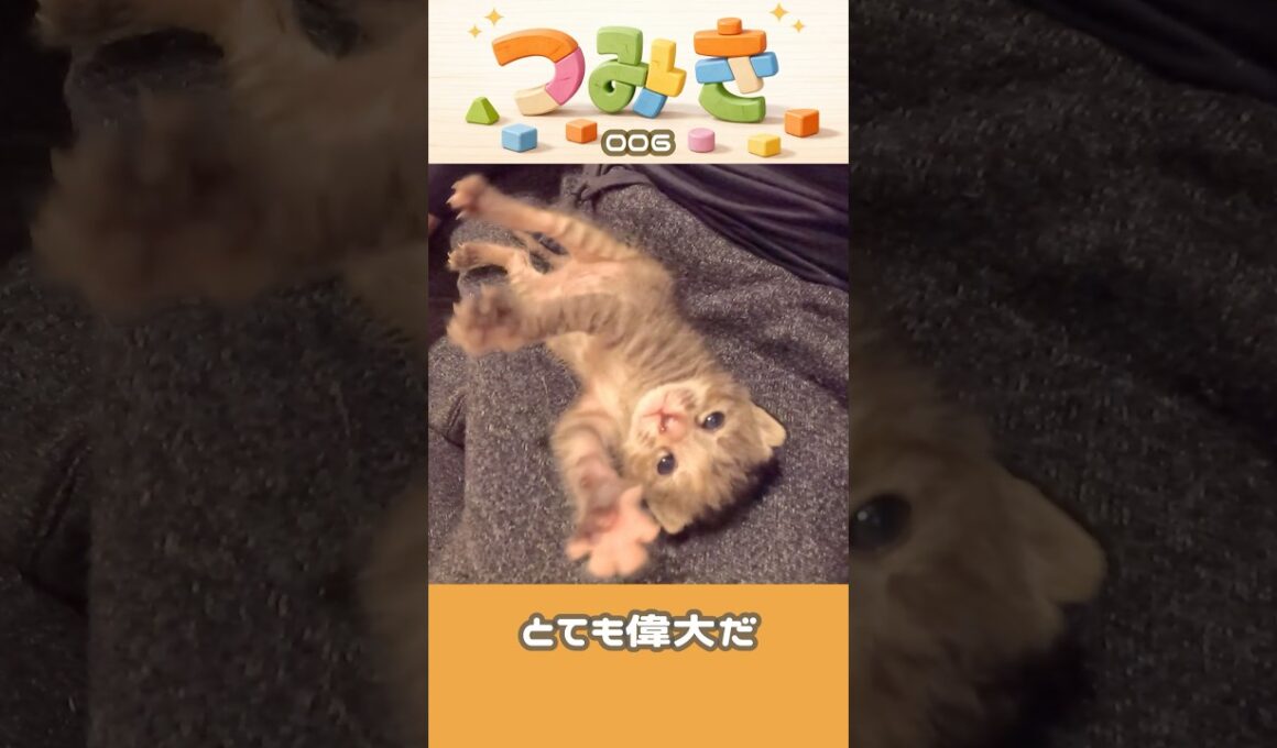 手のひらサイズの子猫つみき006-#shorts #子猫 #保護猫