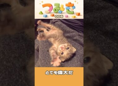手のひらサイズの子猫つみき006-#shorts #子猫 #保護猫