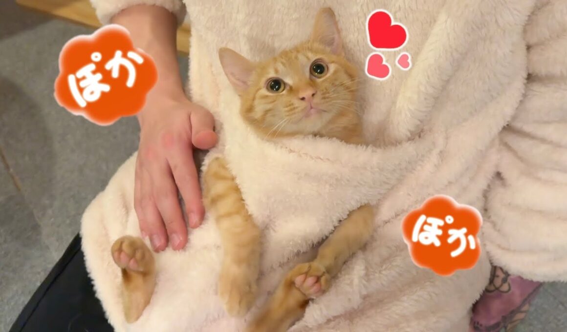 生後半年の子猫、抱っこ服にハマる