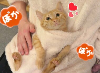 生後半年の子猫、抱っこ服にハマる