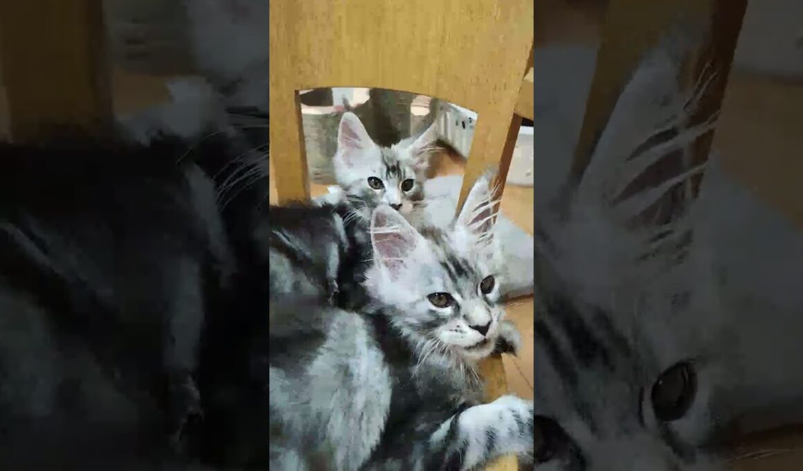 シルバーのメインクーン兄弟、手前が翔之介君、奥がドンチッチ君。