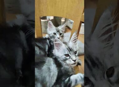 シルバーのメインクーン兄弟、手前が翔之介君、奥がドンチッチ君。