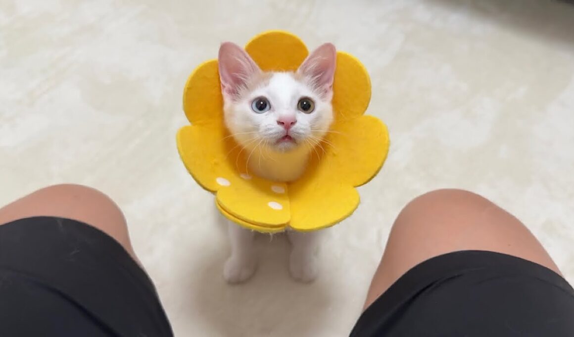 手術前日に自分だけごはん抜きにされた子猫がこうなっちゃいました…