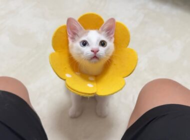 手術前日に自分だけごはん抜きにされた子猫がこうなっちゃいました…