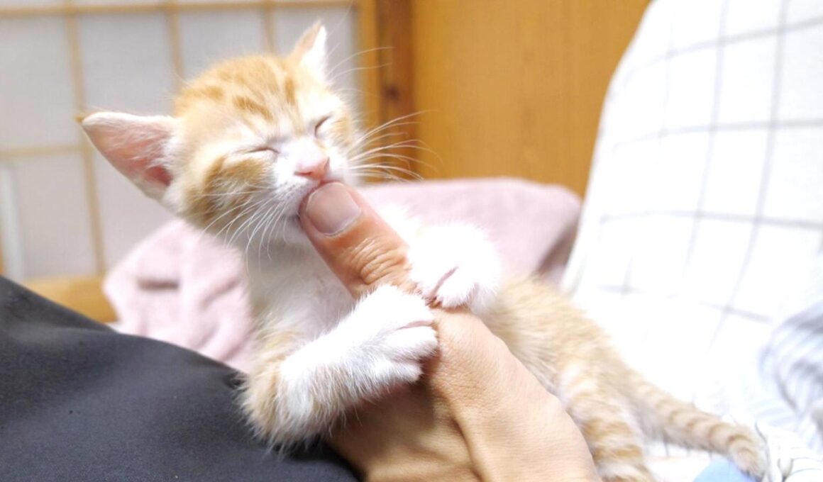 親指をがっちりホールドした子猫さんかわいすぎ【赤ちゃん猫　保護猫】