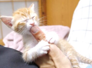 親指をがっちりホールドした子猫さんかわいすぎ【赤ちゃん猫　保護猫】