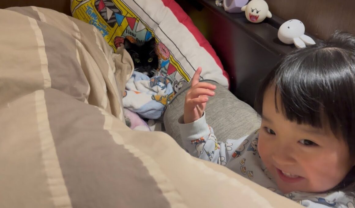 布団をかけられて眠る猫　ラガマフィンA cat sleeping under a blanket. Ragamuffin