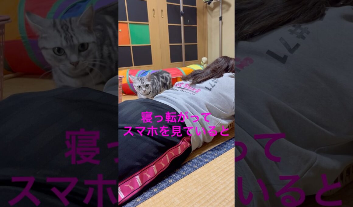 お尻の上に乗ってくる猫#アメリカンショートヘア#アメショ#猫の日常#cat#cats