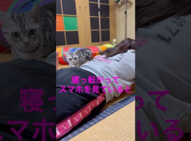 お尻の上に乗ってくる猫#アメリカンショートヘア#アメショ#猫の日常#cat#cats