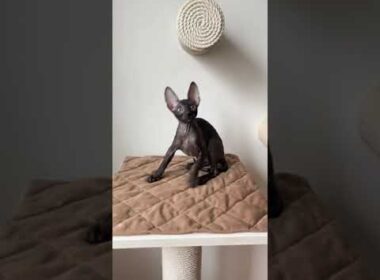 Cute Cornish Rex Kitty With Shiny Black Fur Coat Frida