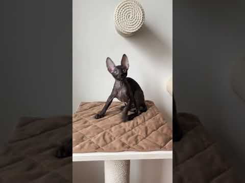 Cute Cornish Rex Kitty With Shiny Black Fur Coat Frida
