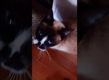 おはよう🌞シャム猫さん🐾#猫 #cat #ねこ #cat #Shorts