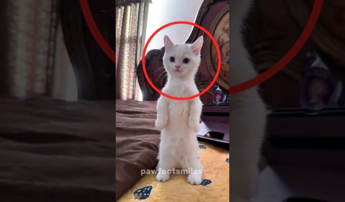 Top 3 Smallest Cat Breeds That Will Melt Your Heart 😸❤️ #youtubeshorts #shorts #cat