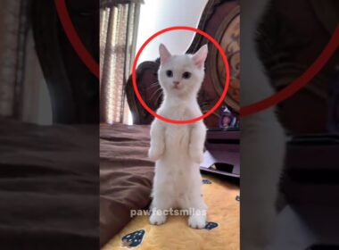 Top 3 Smallest Cat Breeds That Will Melt Your Heart 😸❤️ #youtubeshorts #shorts #cat