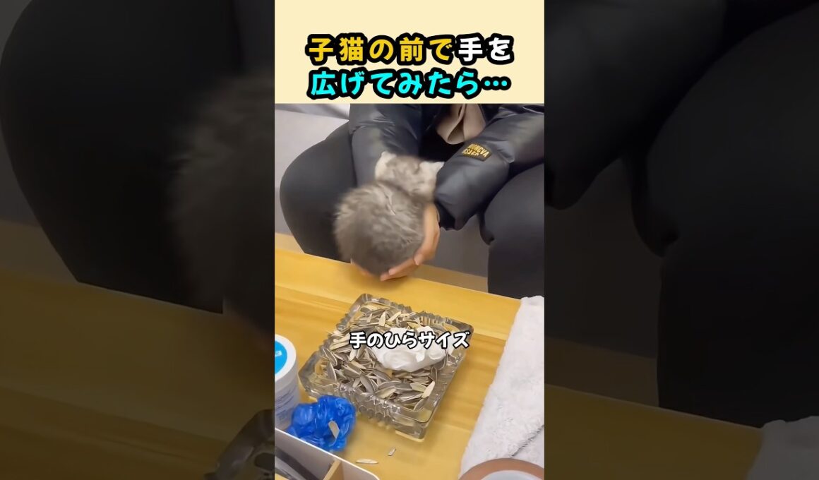 子猫の前で手を広げてみたら…