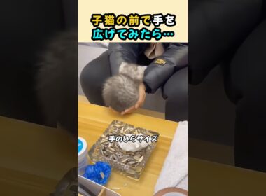 子猫の前で手を広げてみたら…