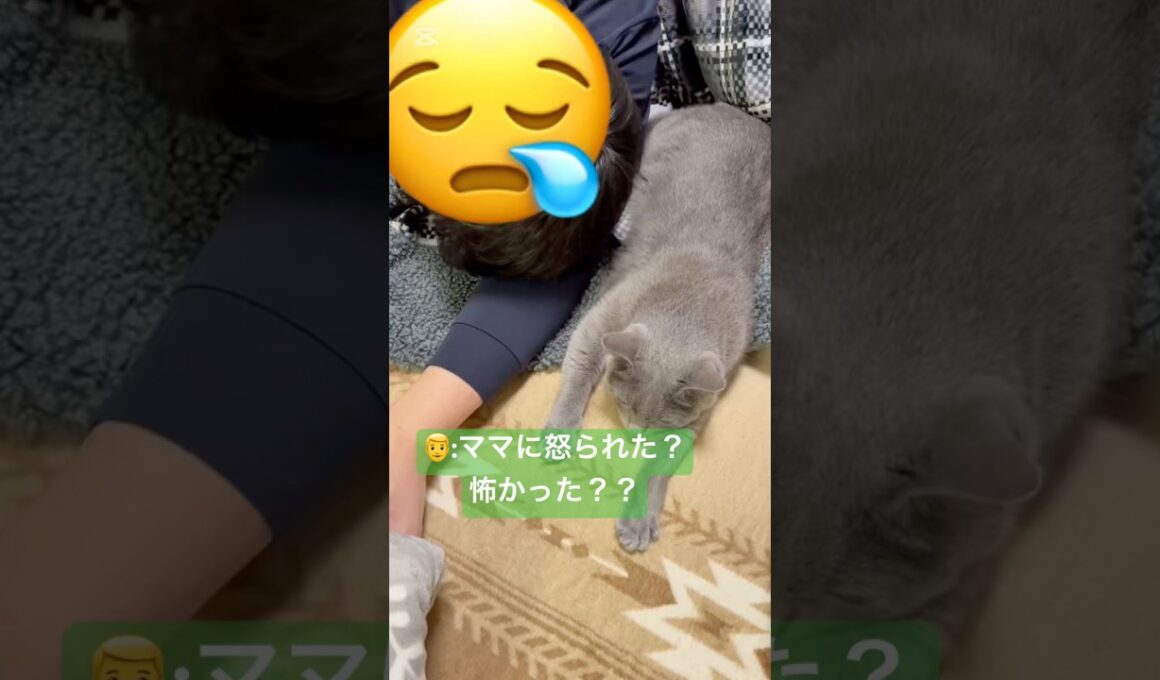 ママは怒ってません‼️(笑) #猫 #ロシアンブルー #catshorts #shorts