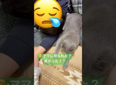 ママは怒ってません‼️(笑) #猫 #ロシアンブルー #catshorts #shorts