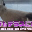 バーマン猫ガブとラフとウリ【ガブもテラスに出る】Gabriel also goes out onto the terrace（バーマン猫）